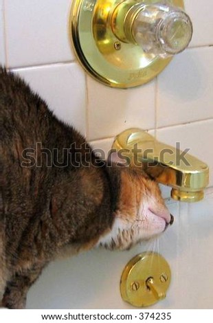 cat sip