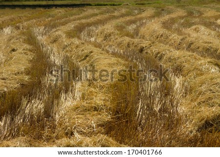 The natural art of rice straw in the field.