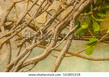 twisted trunks climbing plant on a background of a wall