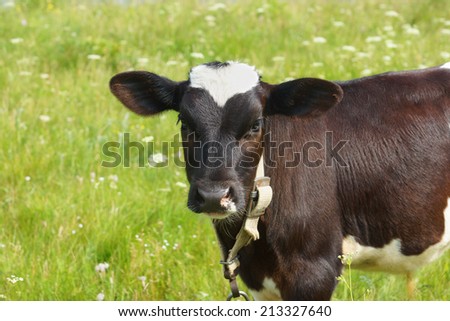 Little brown and white bull on a background of green summer field. Young cow.