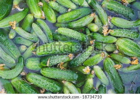 Fresh cucumbers in water