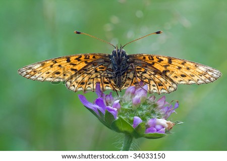 butterfly sitting on flower full face