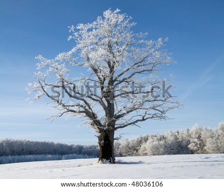 winter oak in hoarfrost, on a background of the blue sky