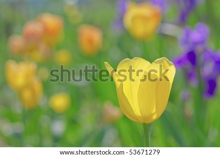 yellow tulip on a background defocused different flowers yellow tulip on a background defocused different flowers