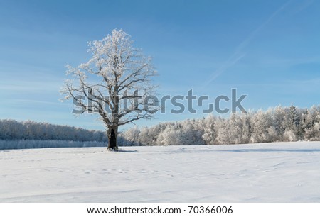 winter oak in hoarfrost, on a background of the blue sky.