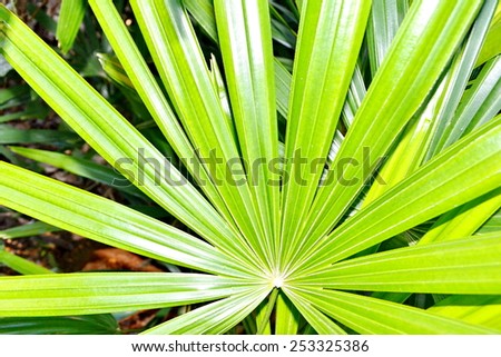 green palm leaf ,palm leaves texture in nature layer