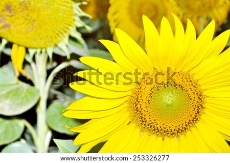 Sunflower close-up with Sun flowers