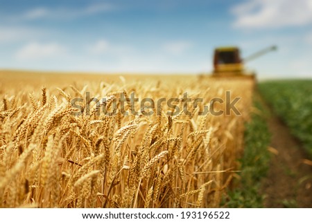 Photo of combine harvester that is harvesting wheat with dust straw in the air.