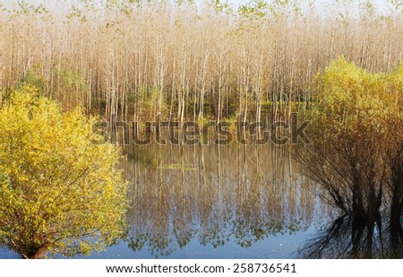Outdoor photo of trees with reflection in the Danube river, Serbia.