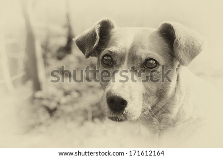 sad street dog with cute adorable eyes outside