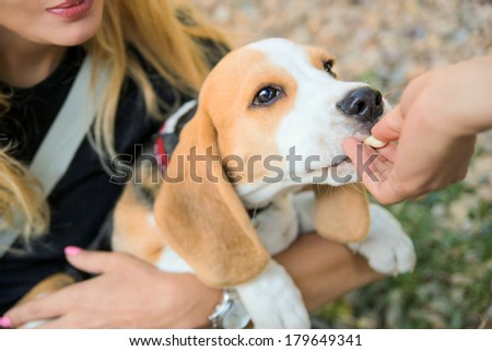 woman feeding cute beagle puppy dog from the hand