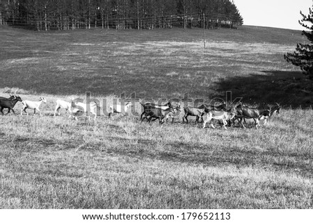 goats running on the field in black and white style