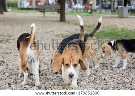 cute beagle puppy dogs playing in park with happy tails