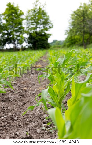 Agricultural field on which grow up corn plants, Corn field in spring with young green plants, Cornfield  stems