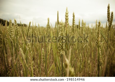 Wheat grain ready for harvest growing in farm field with ears of wheat