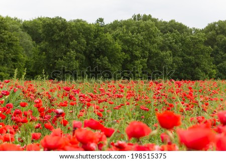 Landscape wallpaper of red flower field with green trees in background
