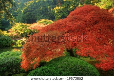 japanese maple tree cost. japanese maple tree pictures.