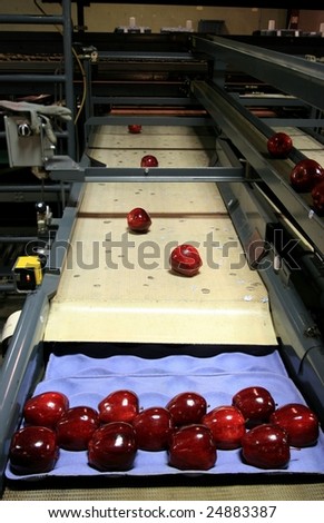 Red Delicious Apples on packing tray line