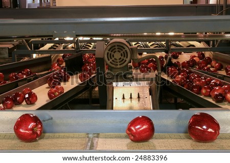 Red Delicious Apples on conveyor belt in fruit packing warehouse