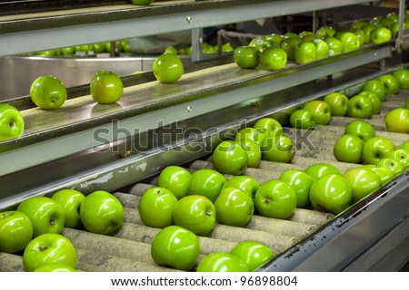 Granny Smith Apples on a sorting table in a fruit packing warehouse