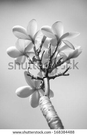 Plumeria flowers against the sky in black and white.