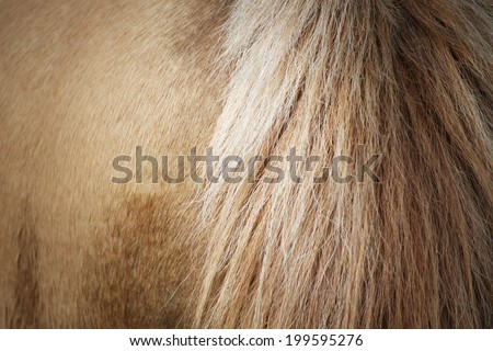 Tail of asian horse