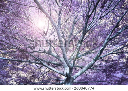 Sun light coming through the branches in purple tone.