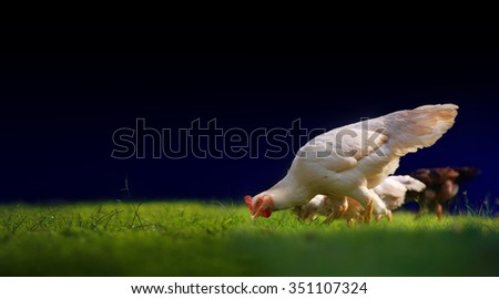 White hen and chickens in nature , free range, antibiotic and hormone free farming.