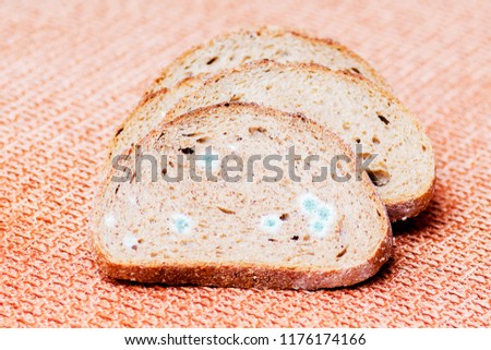 Mildew on a slice of bread. Stale bread, covered with mildew