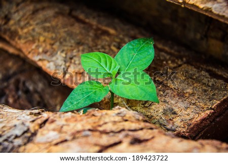 One little plant on the timber