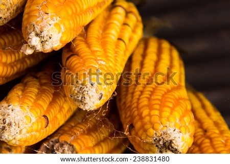 Dried corn for animal feed and cultivate