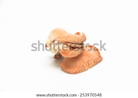 Pink oyster mushrooms on white background