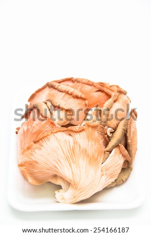 Pink oyster mushrooms on white background