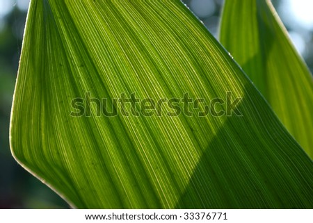 deep-green leaf in back lighting
