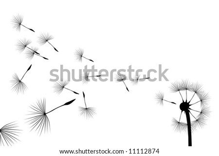 Flying seeds on white background