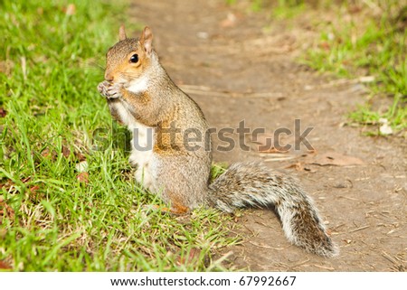 grey squirrel on the route
