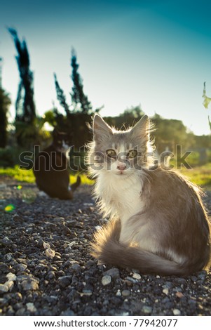 Little kitty with green sad eyes and blac cat on the background sunset