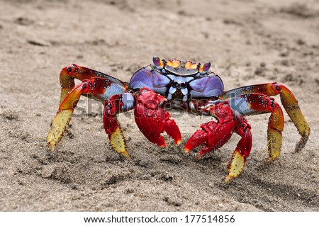 big, different colors crab from Tenerife island
