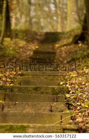 forest stairs