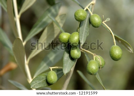 olives on a tree in tuscany, italy
