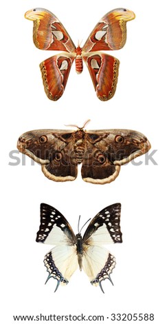 stock photo : Butterfly on a white background, (Attacus