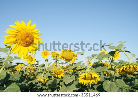 blooming sunflower field on the background of the sky