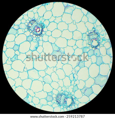 Stalk of a cereal cross-section under the microscope (Corn Stem C.S.), 100x, blur