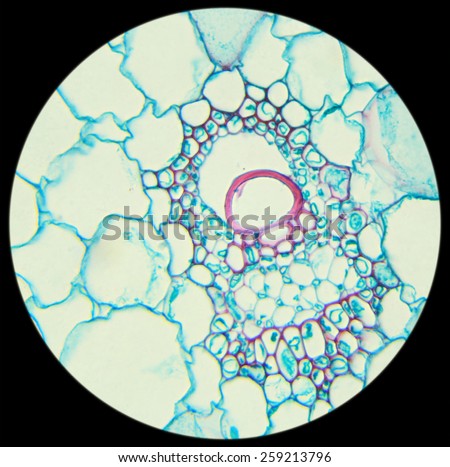 Stalk of a cereal cross-section under the microscope (Corn Stem C.S.), 400x, blur