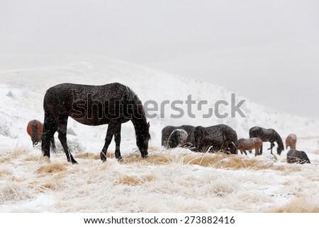 Winter. Horses grazing on the slopes of the North Caucasus, Russia.