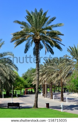 Tall Tree inside Dubai Creek Park - Palm Tree - famous tree and is abundant inside the parks in United Arab Emirates. Dubai Creek Park is one of the most oldest yet famous park in Dubai.