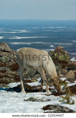Reindeer grazing in the mountain tundra