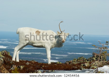 One-horned reindeer in mountain tundra