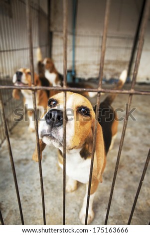 Sad Beagle Dog  in cage