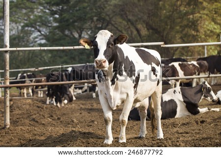 cows in a farm